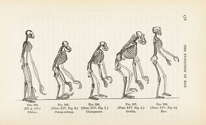 Ученые объяснили, почему на Земле все еще есть обезьяны, раз эволюция продолжается Ученые объяснили, почему на Земле все еще есть обезьяны, раз эволюция продолжается эволюции, людьми, обезьяны, человека, шимпанзе, эволюция, современные, являются, помогает, процесс, генома, почему, понять, становятся, трехмерной, влияние, проследить, возможным, нейронные, стало