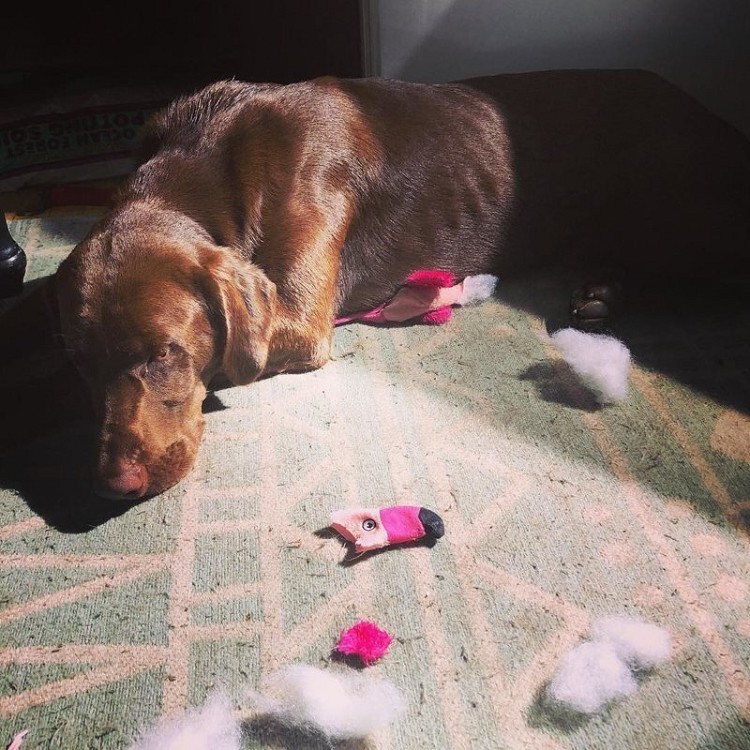 25 прелестных собак, которые очень сильно извиняются 25 прелестных собак, которые очень сильно извиняются