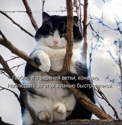 Новая котоматрица на выходные Новая котоматрица на выходные