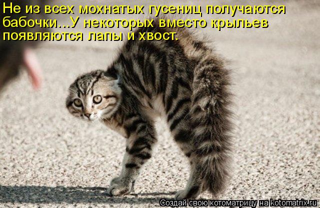 Котоматрица: бабочки...У некоторых вместо крыльев Не из всех мохнатых гусениц получаются появляются лапы и хвост.