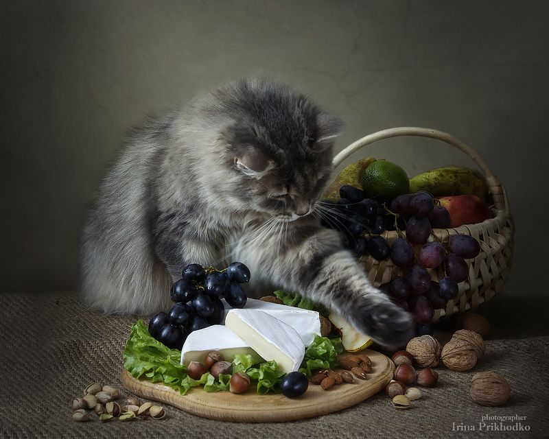 Сидела кошечка в окошке, встречала теплую весну. Натюрморты Ирины Приходько Фотография