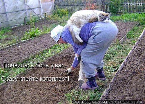 Новая котоматрица на выходные Новая котоматрица на выходные