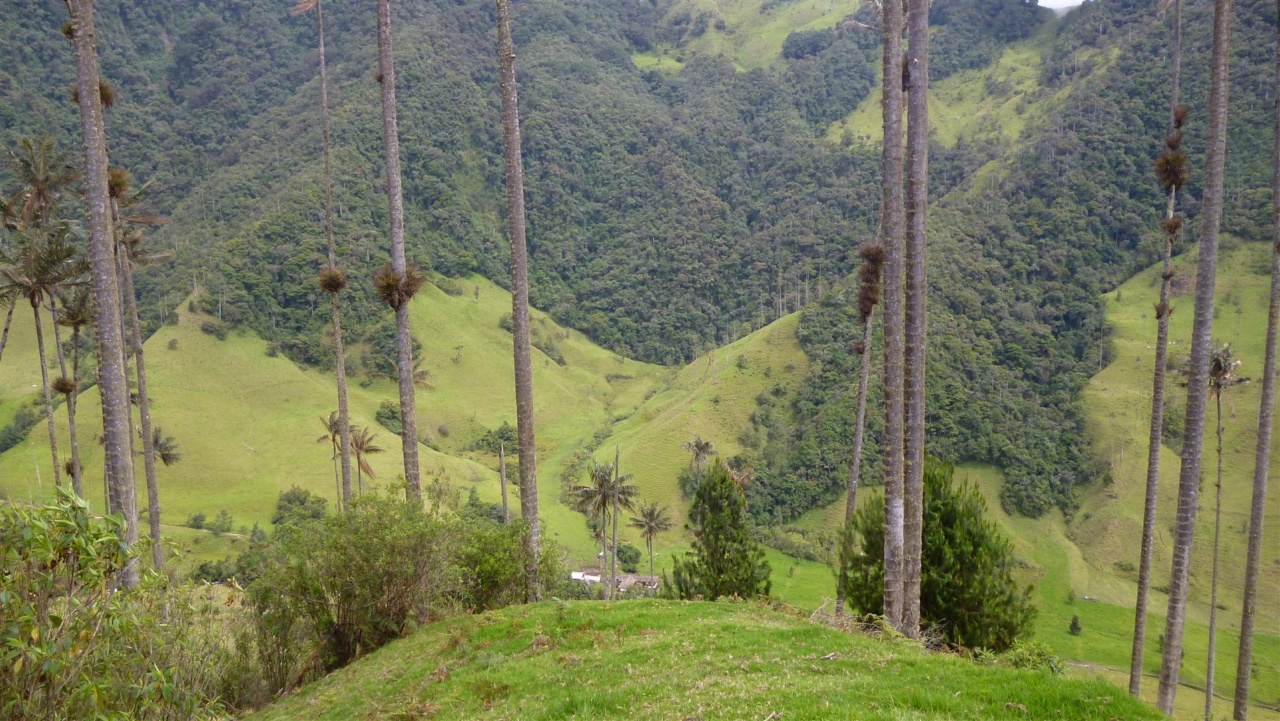 Самая высокая пальма в мире Самая высокая пальма в мире