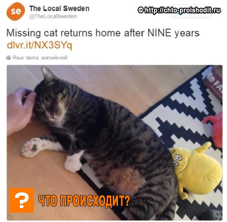 кот Эрнест