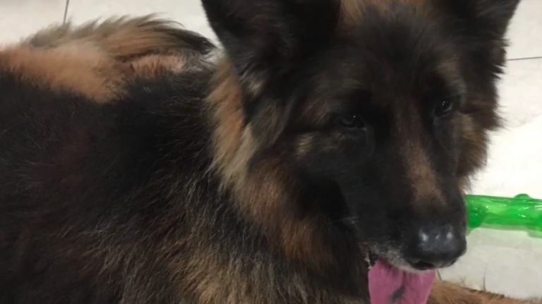 Сотрудники полиции очень удивились, когда узнали кому принадлежит собака, которую они спасли