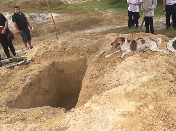 dog-follows-funeral-procession-bobby-malaysia-3