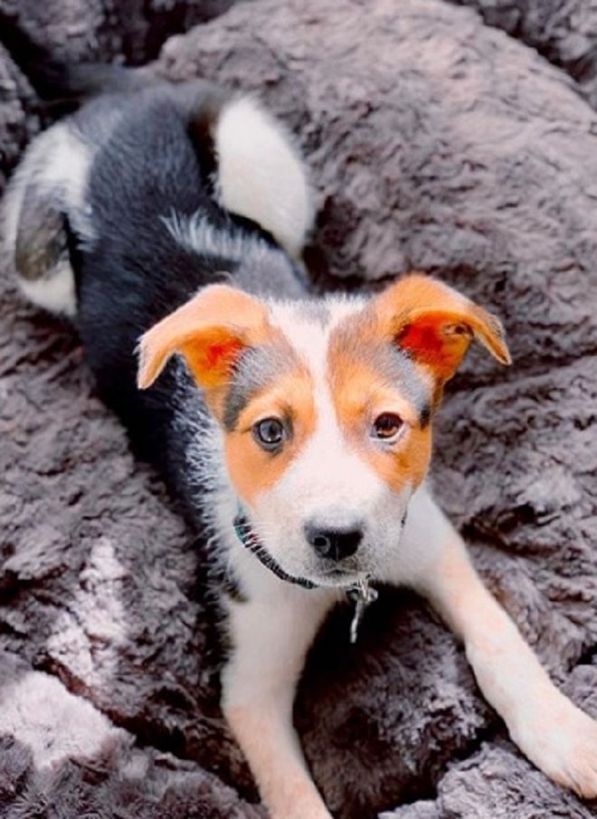 Щенок на покрывале