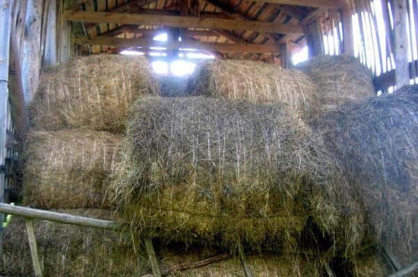 Полукорм (Прокопьев день) Приметы картинка