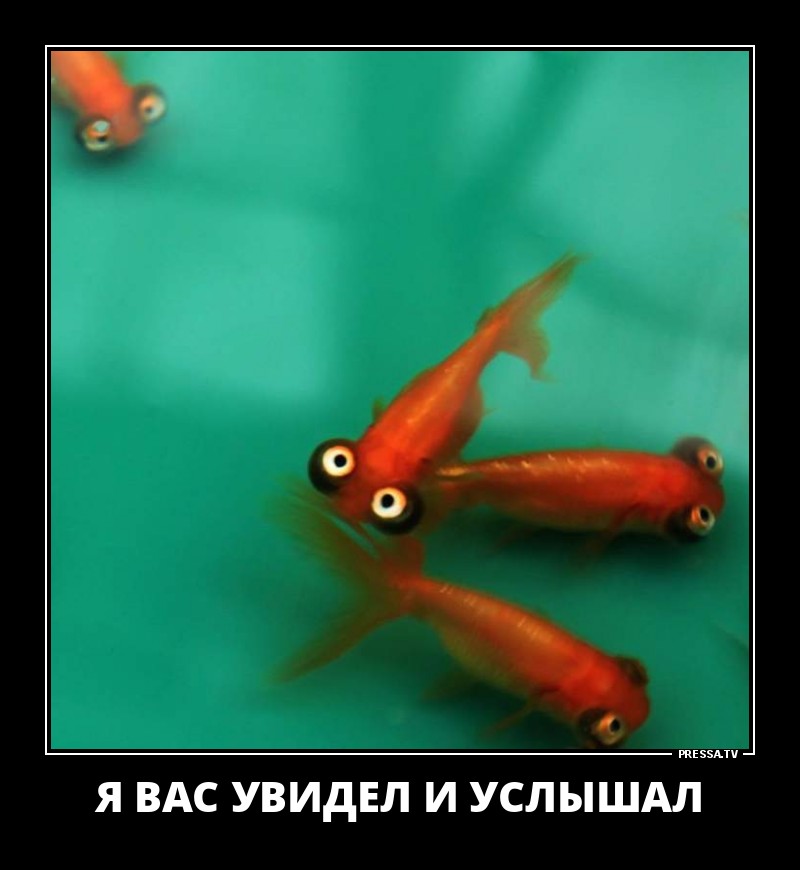 Смешные позитивные демотиваторы обо всем на свете для хорошего настроения