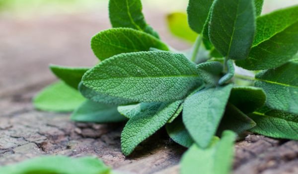 магические свойства шалфея