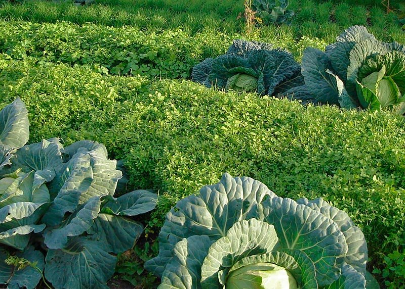 Сидераты - удобрение и лекарство для огорода Сидераты - удобрение и лекарство для огорода дача,полезные советы,сад и огород