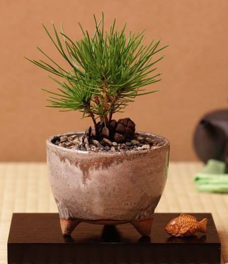 Потрясающая идея! Вот как вырастить мини ёлку из шишки самому https://ideya.cc/38231/potryasayushhaya-ideya-vot-kak-vyrastit-mini-yolku-iz-shishki-samomu.html