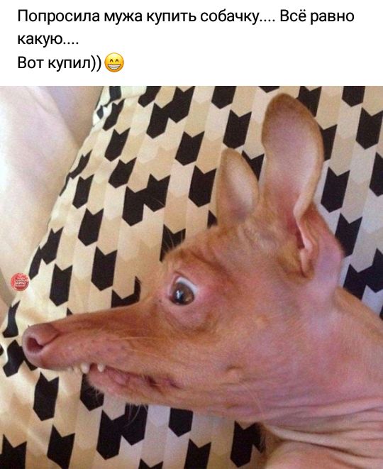 Папа, мама водит машину лучше, чем ты! Папа, мама водит машину лучше, чем ты! анекдоты