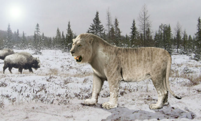 Львы из Якутии: вечная мерзлота раскрывает старые тайны мира вечная мерзлота,Мамонт,пещерные львы,Природа,Пространство,Якутия