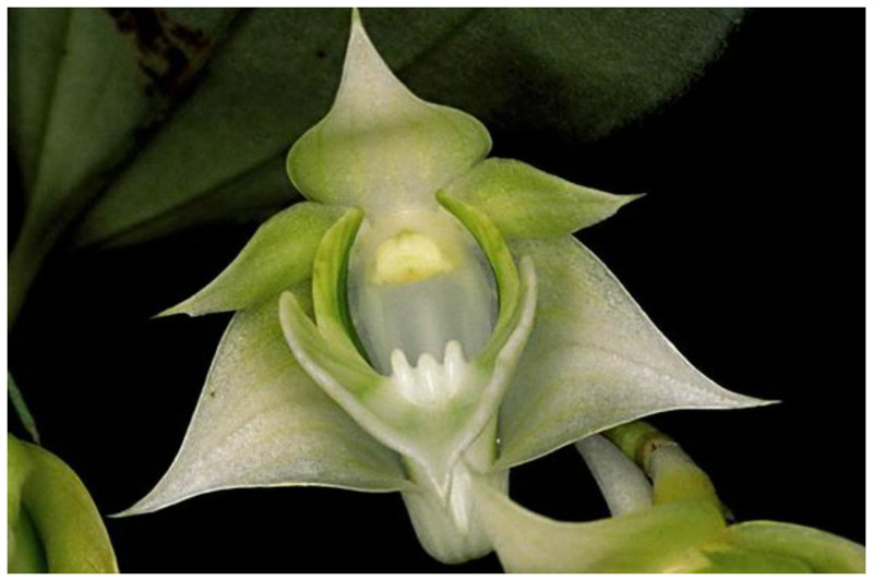 Dendrobium Punamense интересное, красота, орхидеи, флора, цветы
