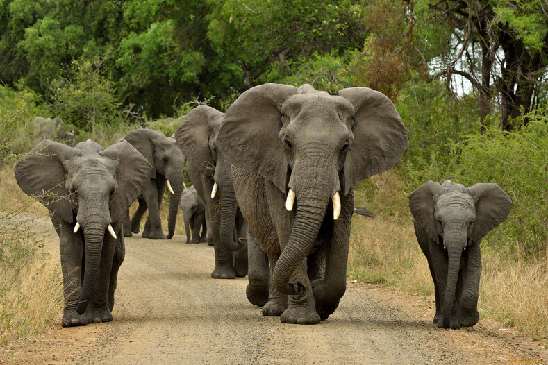 Сколько весит слон? и 13 других интересных фактов о самых больших животных на земле слоны, могут, и живут, в одиночествеСлонятаБеременность, вместе, с остальными, холостяками, достигая, зрелости, а затем, уходят, видаВ наше, слонихи, стадо, 22 месяца, затем, на свет, появляется, килограммовый, малышРитуалыЗа больным