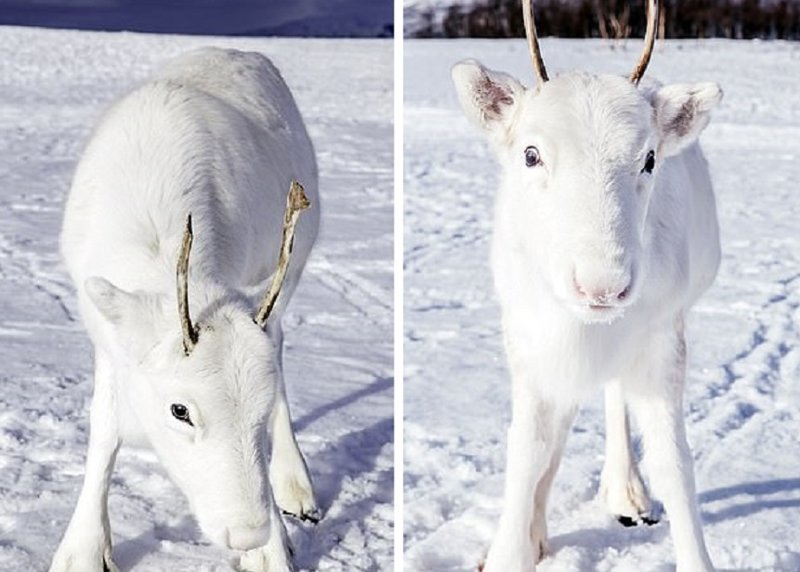Встреча с белым оленем считается знаком удачи в саамском фольклоре животные, норвегия, окрас, олененок, олень, фотография