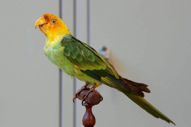 Каролинский попугай: научное описание вида, интересные факты, история вымирания