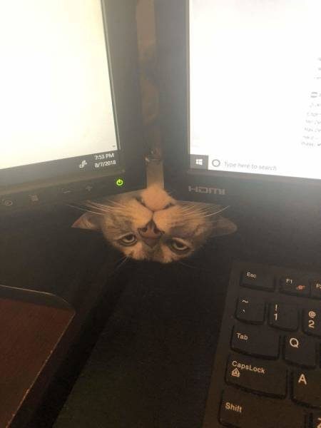 Кошачья логика Кошачья логика