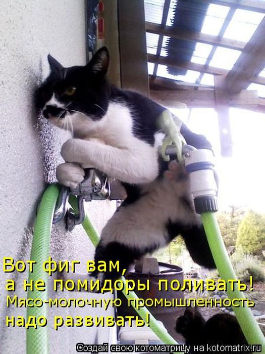 Мысли вслух :)