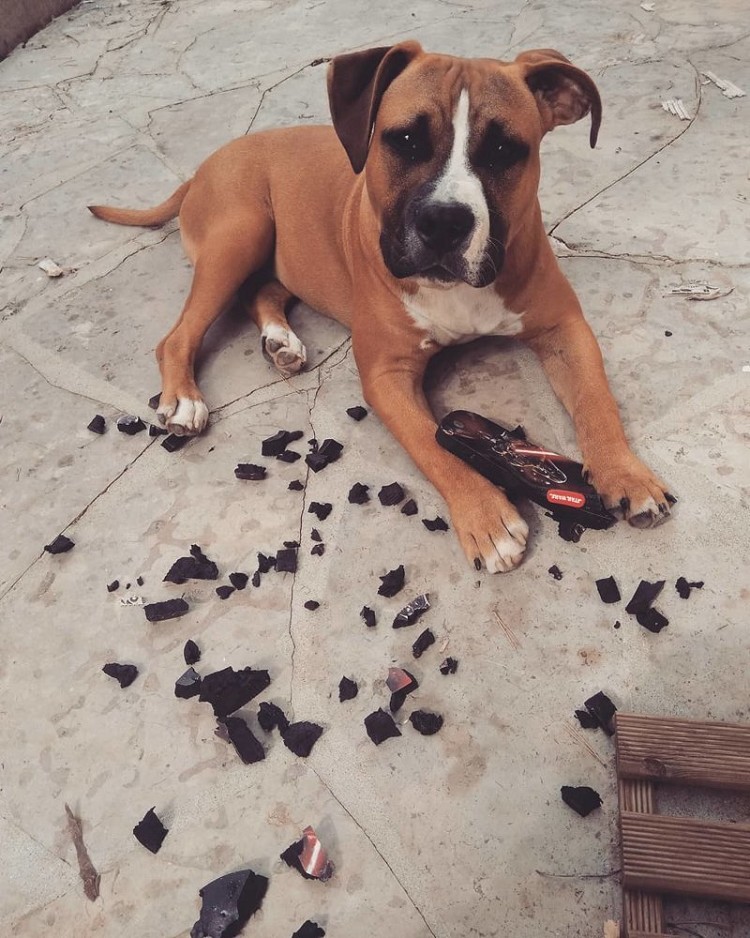 25 прелестных собак, которые очень сильно извиняются 25 прелестных собак, которые очень сильно извиняются