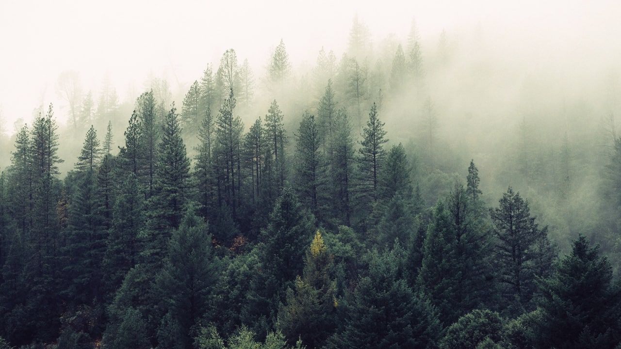 Вологодские спасатели нашли пропавшую в лесу мать с детьми