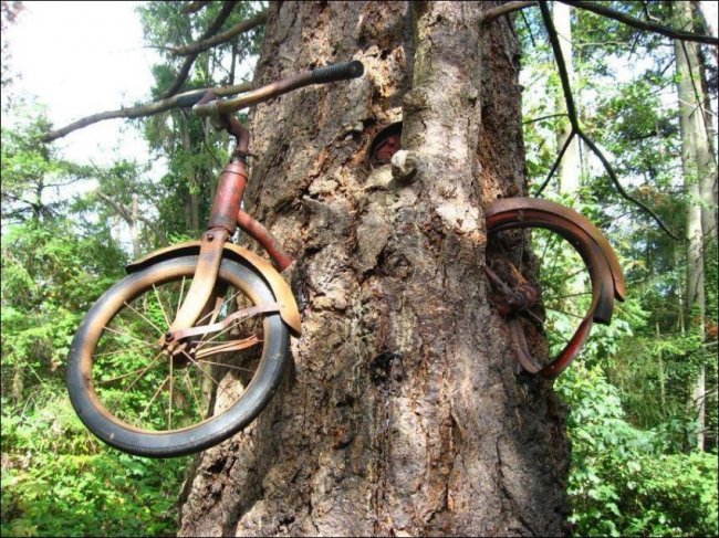 История велосипеда вросшего в дерево (6 фото)