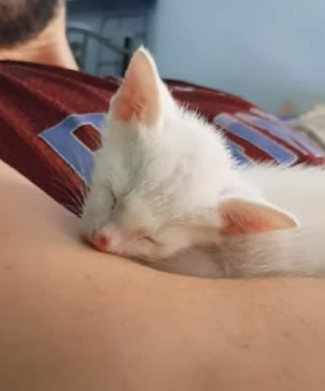 Котенок и хозяин