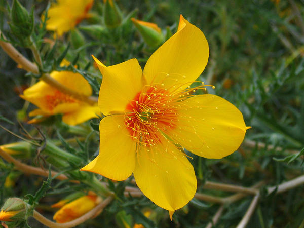 Ментцелия Линдлея, фото сайта www.botanicalgarden.ubc.ca