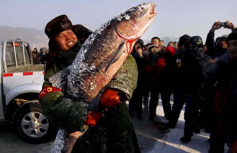 Самые большие пойманные рыбы рыба, рыбак, рыбалка, факты, фото