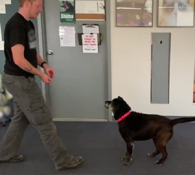 Собака человек