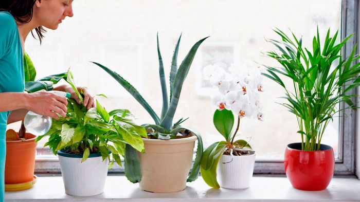 Лечебные комнатные растения здоровье,комнатные растения,народная медицина