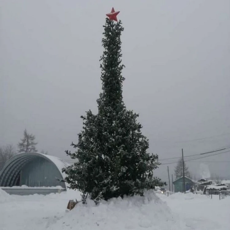 Лысая елка фото