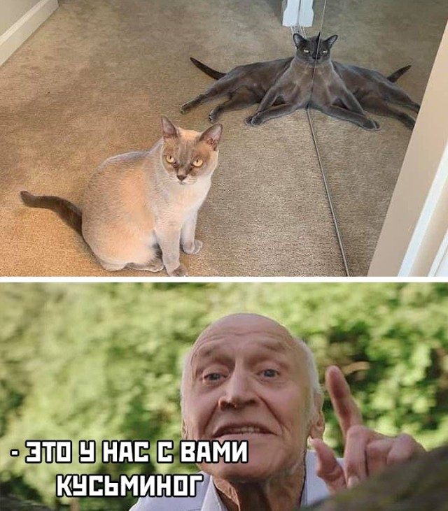 Смешно и прикольно