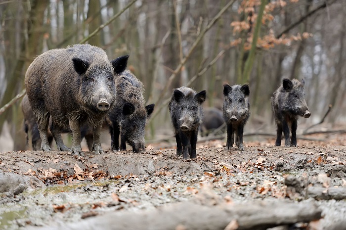 Лесные жители бегут из дома только в случае опасности. /Фото: ecologyofrussia.ru