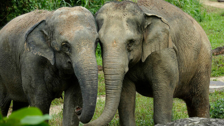Сколько весит слон? и 13 других интересных фактов о самых больших животных на земле слоны, могут, и живут, в одиночествеСлонятаБеременность, вместе, с остальными, холостяками, достигая, зрелости, а затем, уходят, видаВ наше, слонихи, стадо, 22 месяца, затем, на свет, появляется, килограммовый, малышРитуалыЗа больным