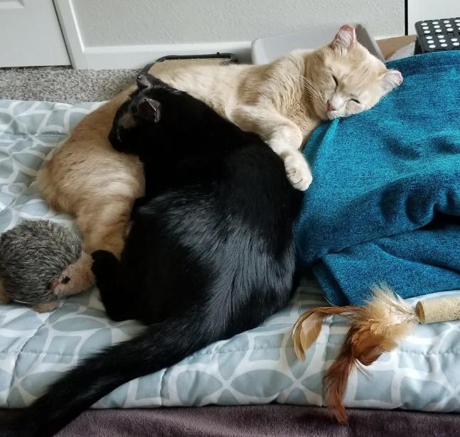 Влюбленные кот с кошкой пережили пожар, а потом стали дружно воспитывать котят Влюбленные кот с кошкой пережили пожар, а потом стали дружно воспитывать котят не всё так грустно