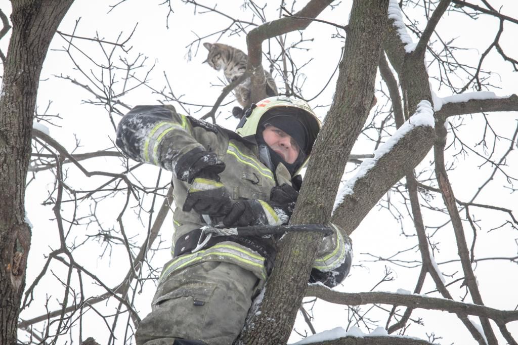 Ростовский пожарный спас кота, забравшегося высоко на дерево