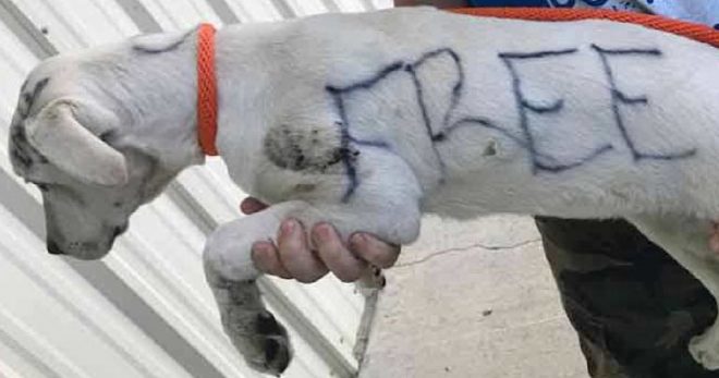 «Разрисованный щенок»: на шерсти живой собаки женщина сделала записи, решив таким образом от нее избавиться 