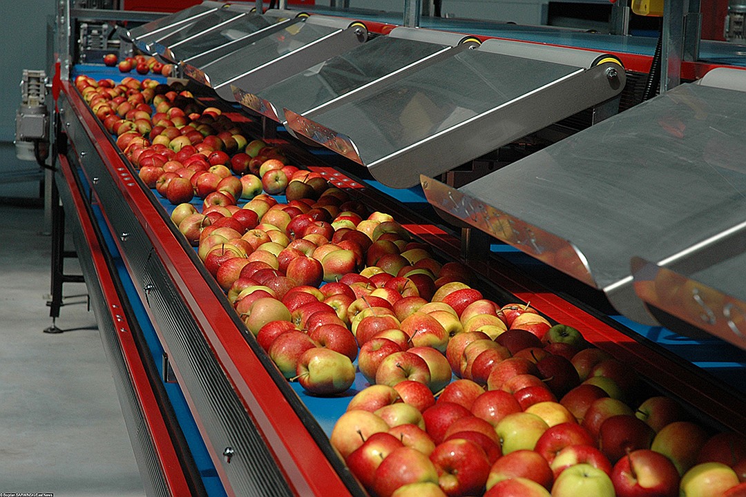 Зачем Россия импортирует более миллиона тонн яблок в год, хотя они растут на каждой даче