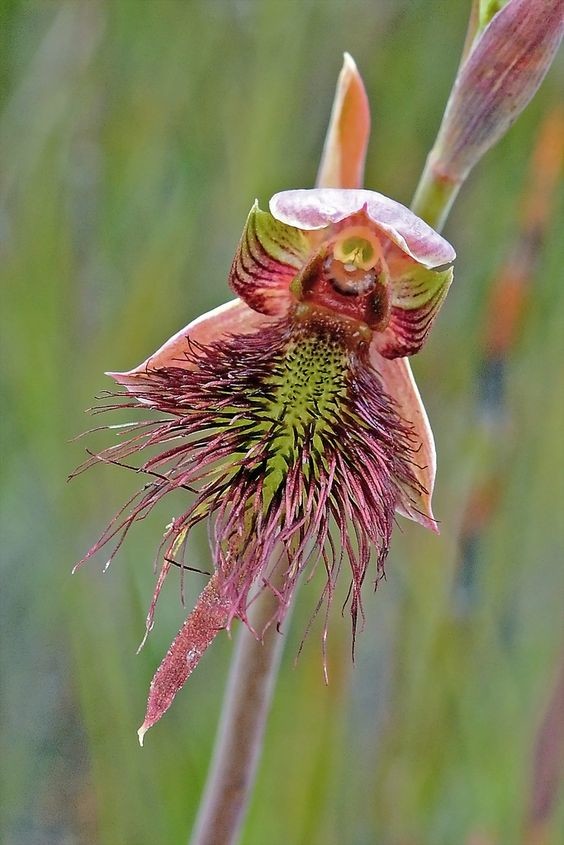 Strap-Beard-Orchid: Calochilus paludosus интересное, красота, орхидеи, флора, цветы