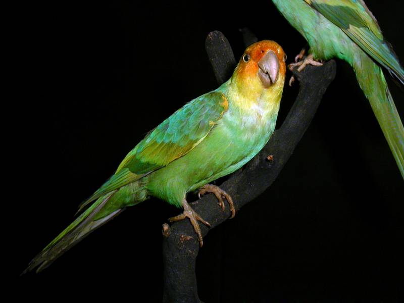 Каролинский попугай: научное описание вида, интересные факты, история вымирания