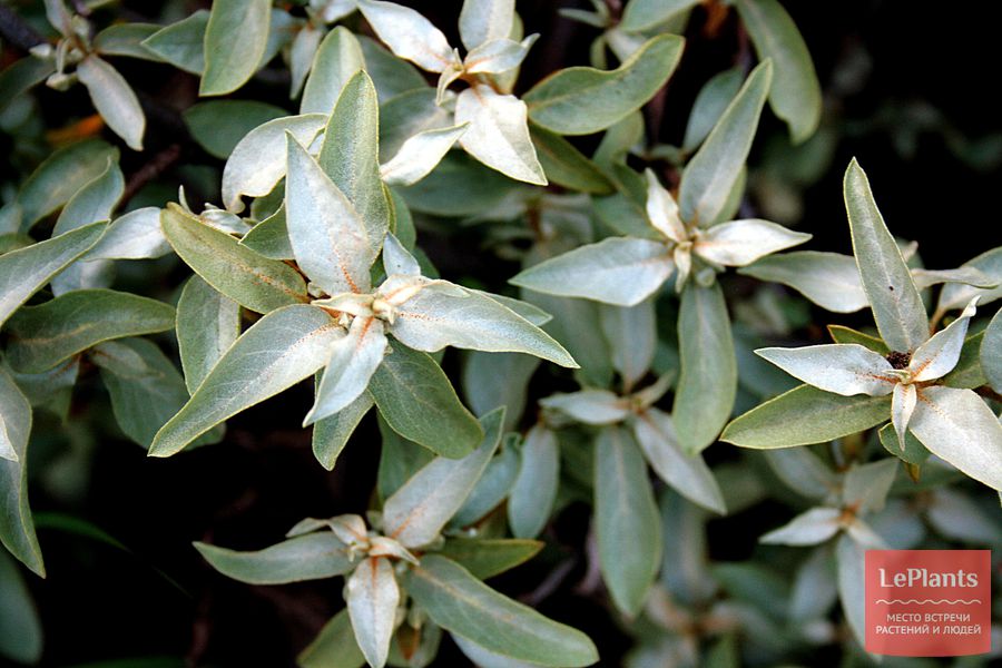 Elaeagnus