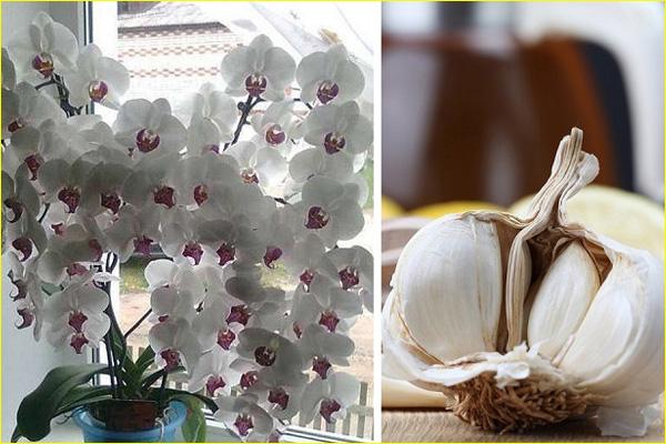 Чеснок — спасение для орхидей! комнатные растения