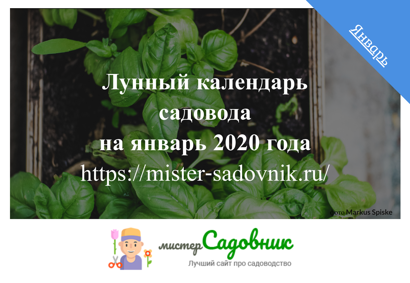 Лунный календарь огородника на январь 2020 года лунный, января, деньБлагоприятный, работы, семян, деньМожно, растениями, ЧтЛуна, ПтЛуна, комнатные, растений, растения, ВсЛуна, СбЛуна, ВтЛуна, ПнЛуна, комнатных, СрЛуна, ОвнеРастущая, провести