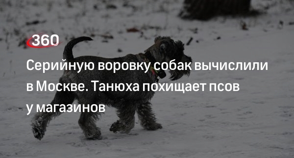 Зоозащитники пожаловалась на серийную воровку собак на юго-востоке Москвы