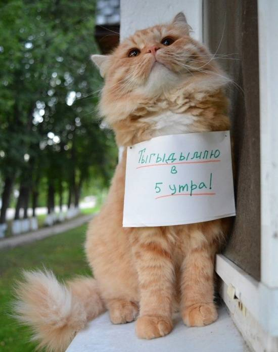 Пусть он ходит везде с тобой, там поймешь, кто такой..) веселые картинки