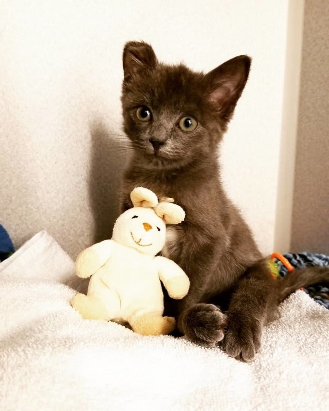 Котенок с игрушкой