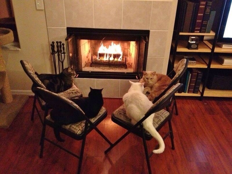 Мерзлявые коты коты, тепло, фото