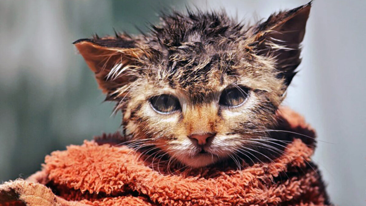 Я подарю тебе жизнь